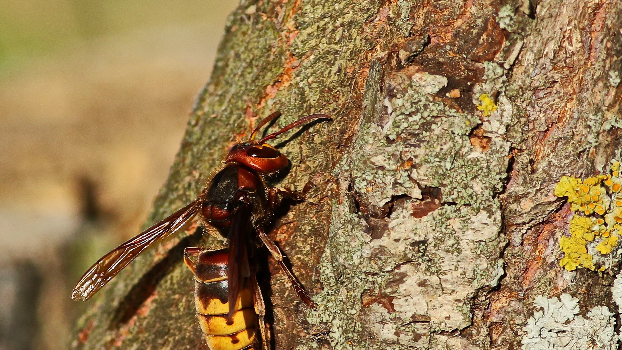 Asian giant hornets