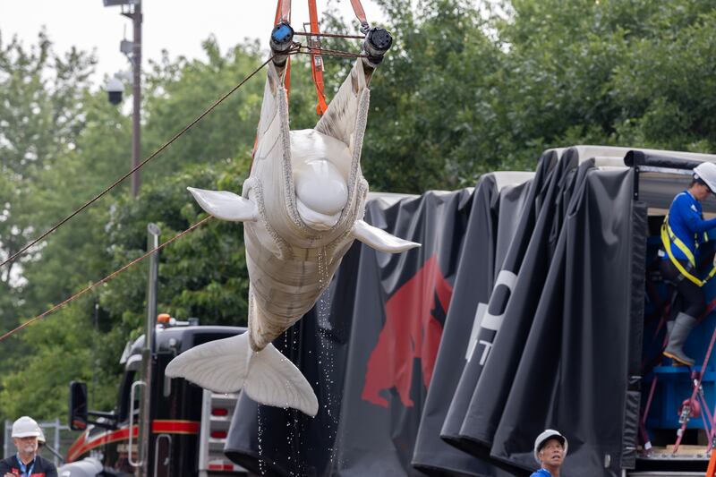 Whale transfer