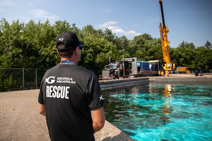 Beluga whale rescue