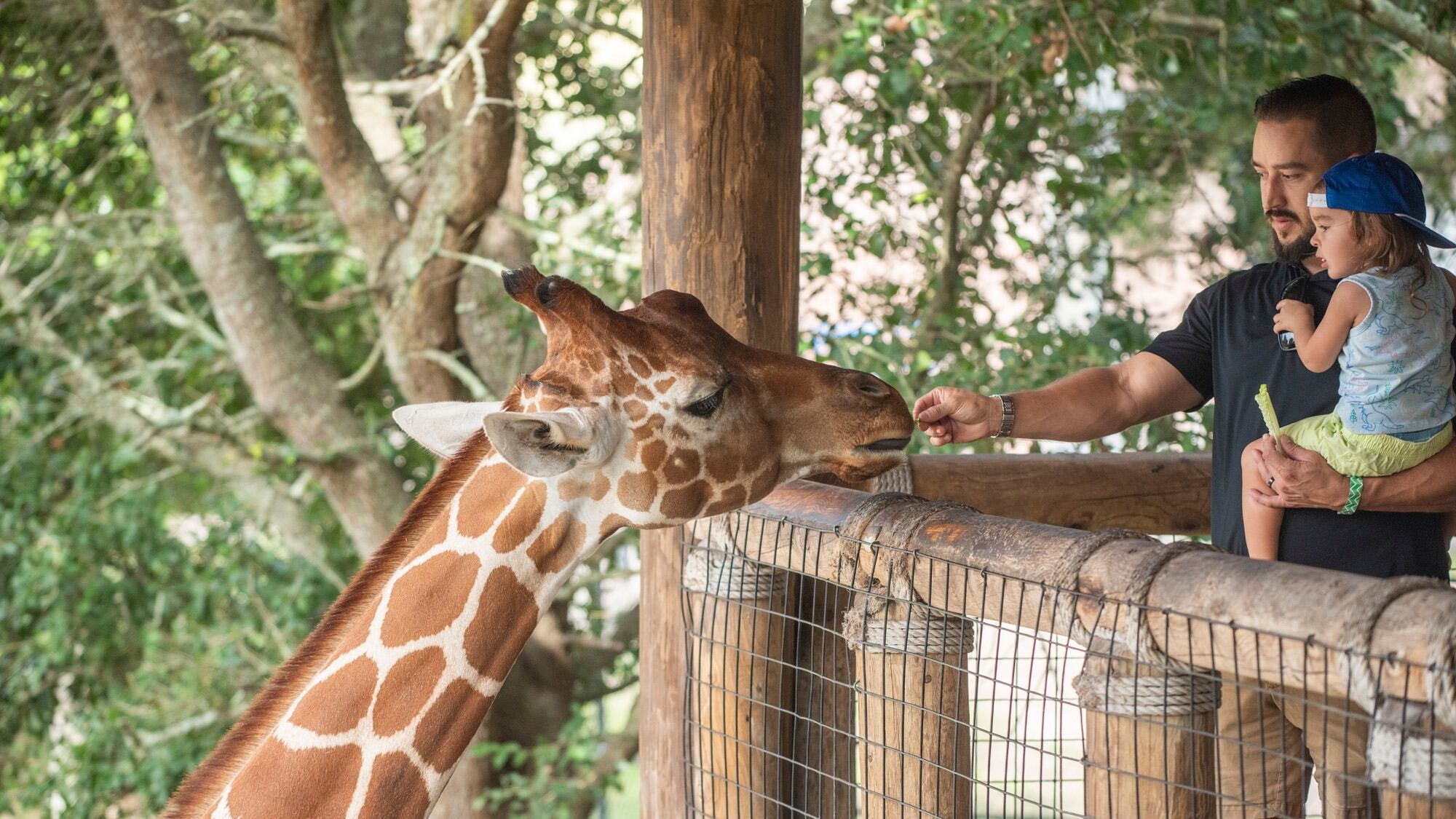 A man and a child feed a giraffe at the Jacksonville Zoo and Gardens