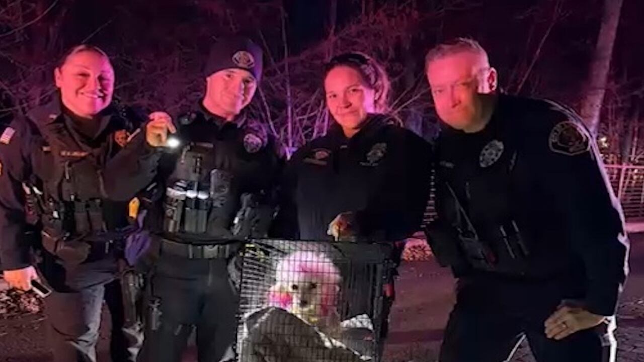 It took rescuers several hours to catch the pink-dyed poodle.